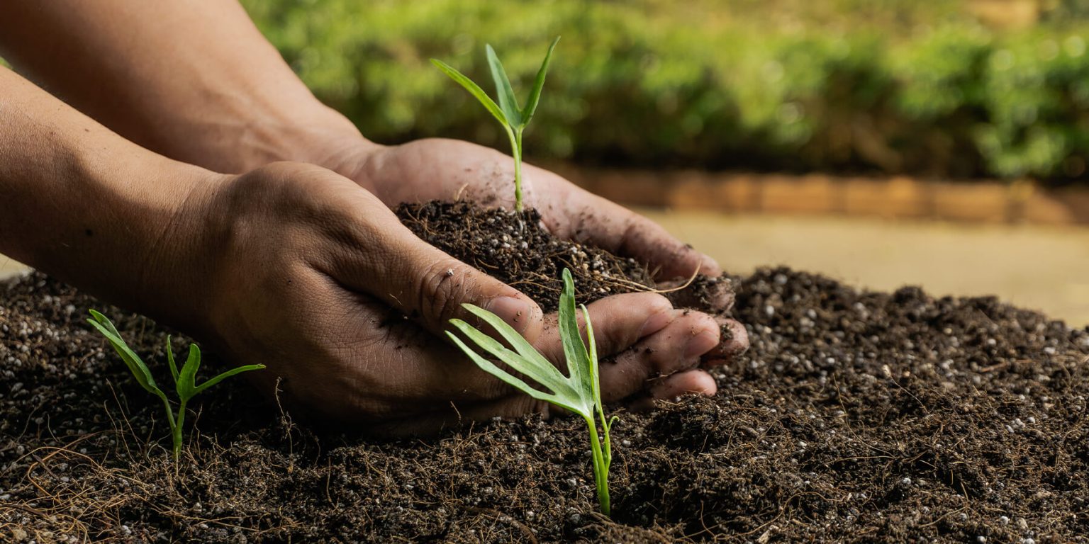 Person working in the garden